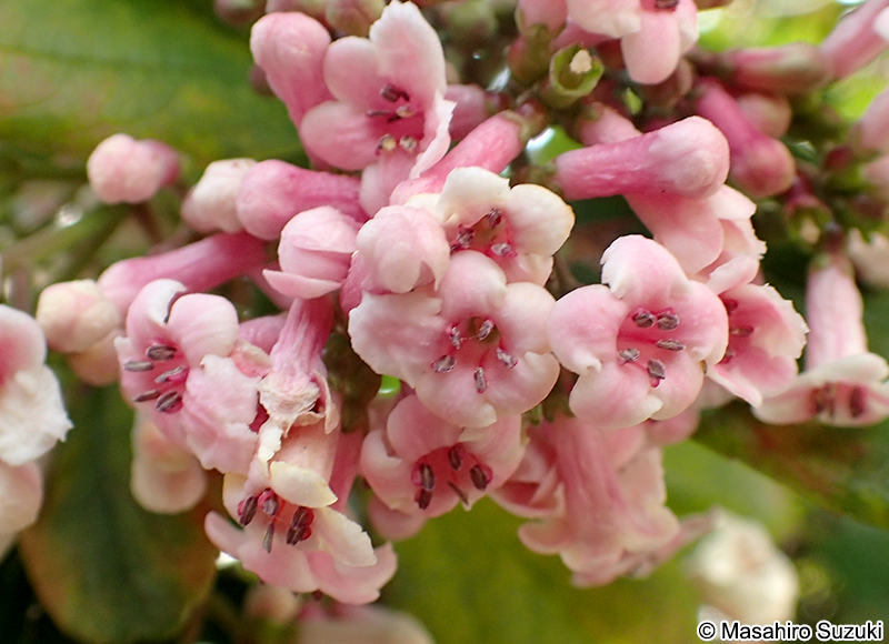 ゴモジュ Viburnum suspensum