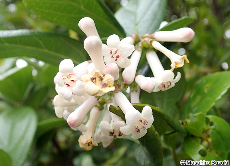 ゴモジュ Viburnum suspensum