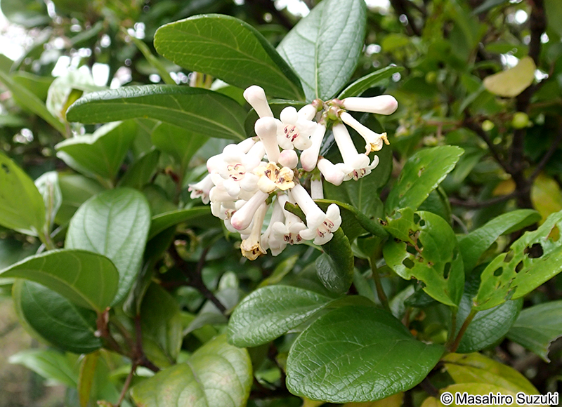 ゴモジュ Viburnum suspensum