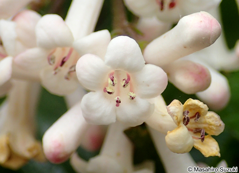 ゴモジュ Viburnum suspensum