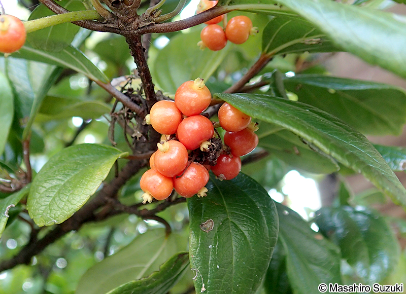 ゴモジュ Viburnum suspensum