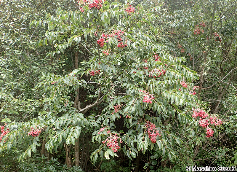 ゴンズイ Euscaphis japonica