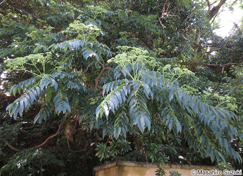 ゴンズイ Euscaphis japonica