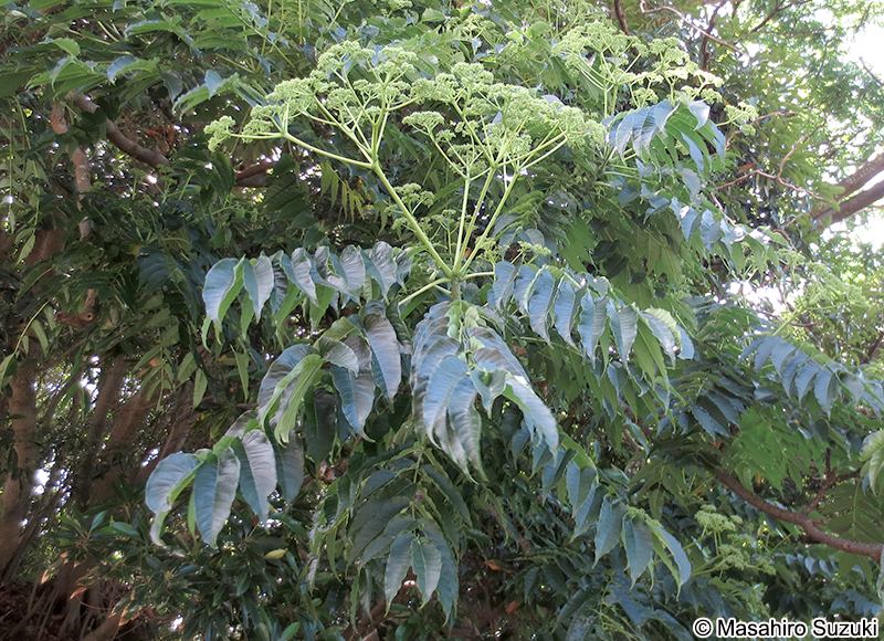 ゴンズイ Euscaphis japonica