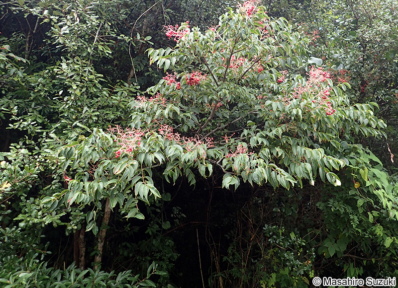 ゴンズイ Euscaphis japonica