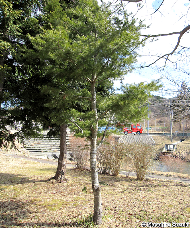 ゴヨウマツ Pinus parviflora