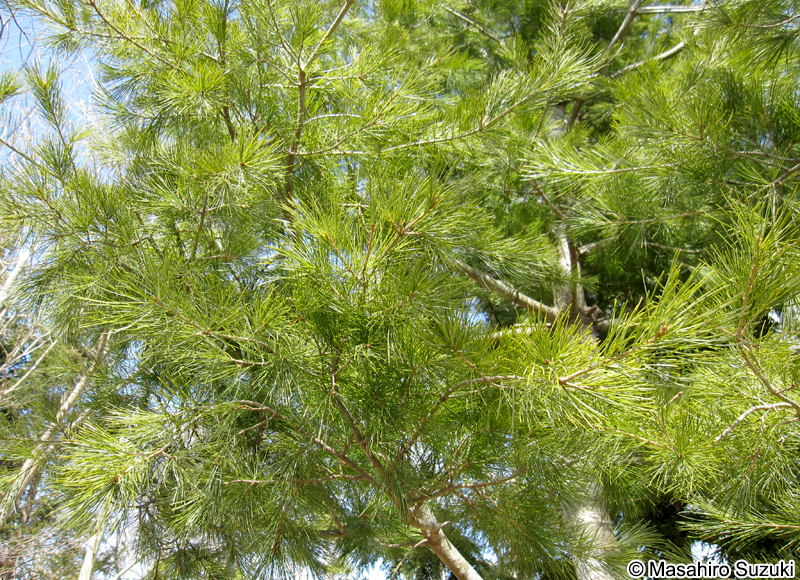 ゴヨウマツ Pinus parviflora