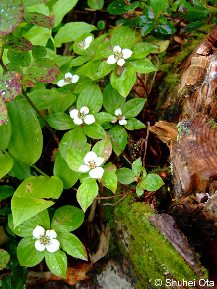 ゴゼンタチバナ Cornus canadensis