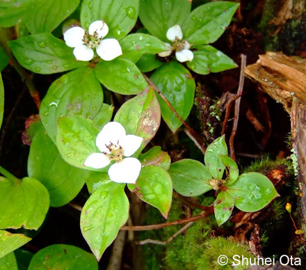 ゴゼンタチバナ Cornus canadensis