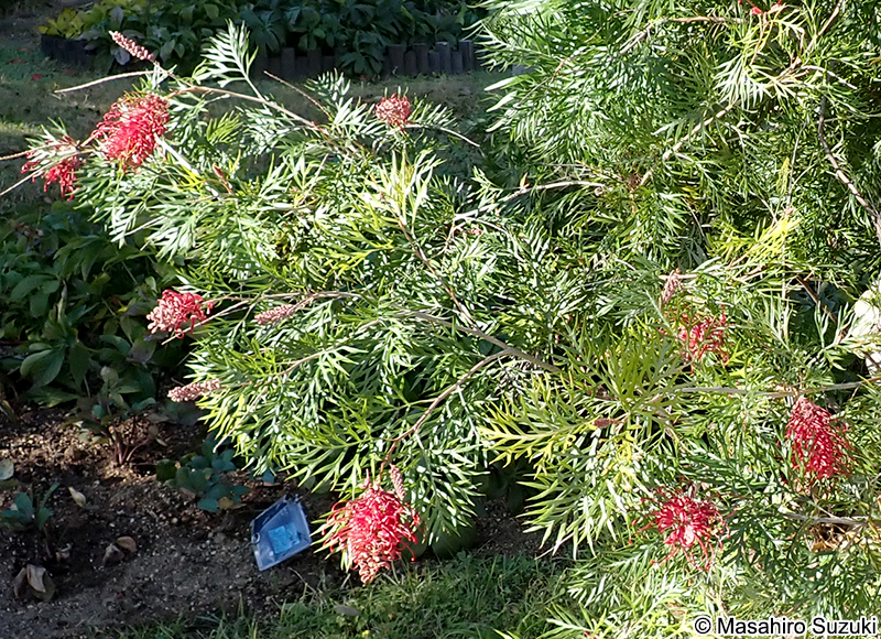 Grevillea 'Robyn Gordon'