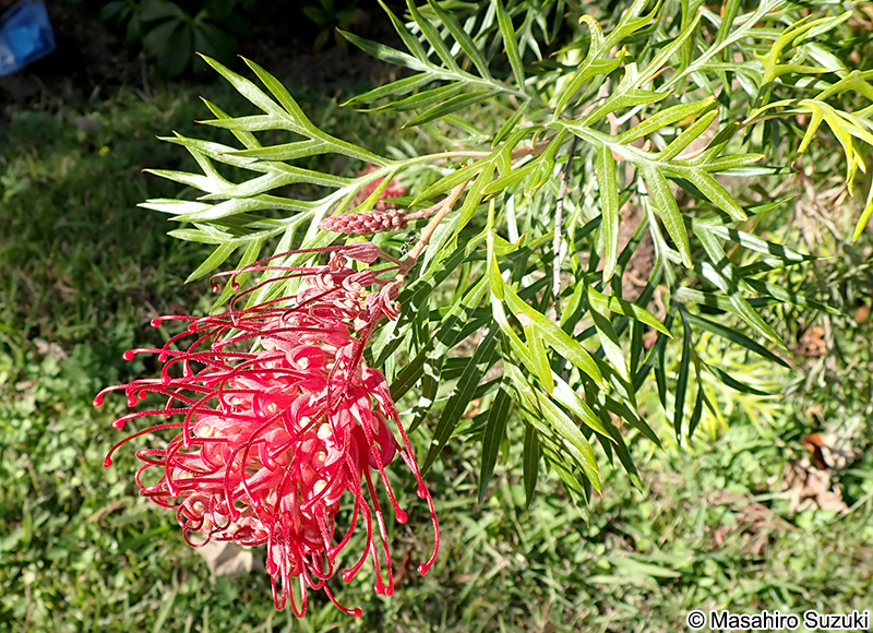 Grevillea 'Robyn Gordon'