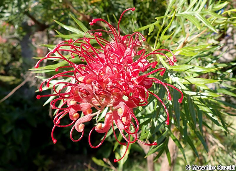 Grevillea 'Robyn Gordon'