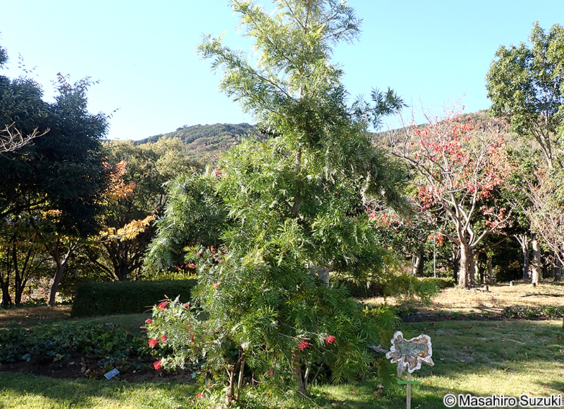 Grevillea 'Robyn Gordon'
