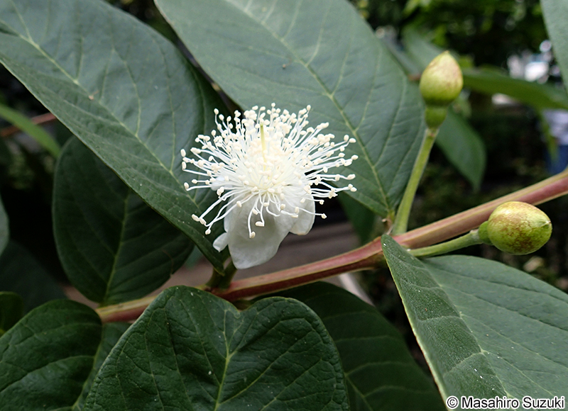 グァバ Psidium guajava