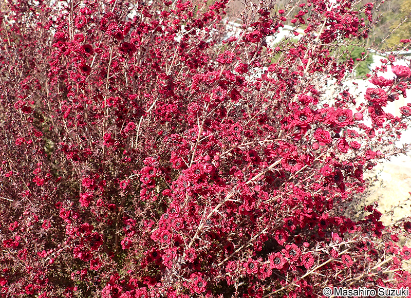 ギョリュウバイ Leptospermum scoparium