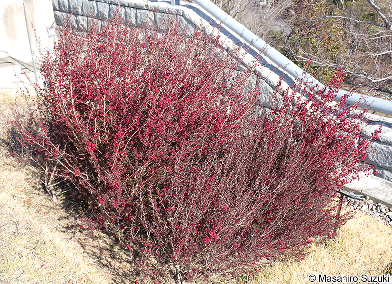 ギョリュウバイ Leptospermum scoparium