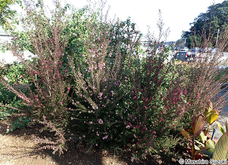 ギョリュウバイ Leptospermum scoparium