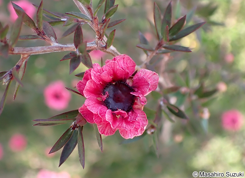 ギョリュウバイ Leptospermum scoparium