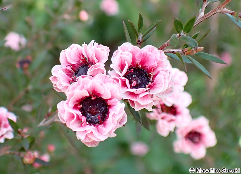 ギョリュウバイ Leptospermum scoparium