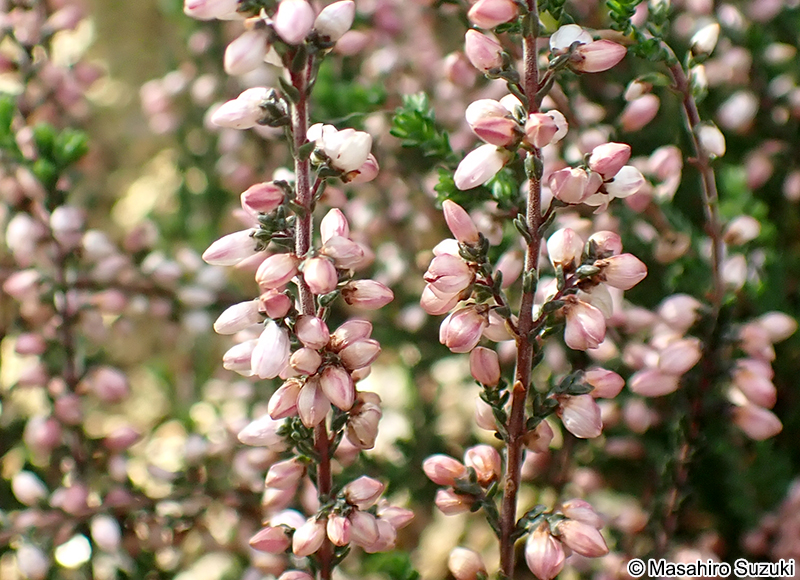 ギョリュウモドキ（カルーナ） Calluna vulgaris