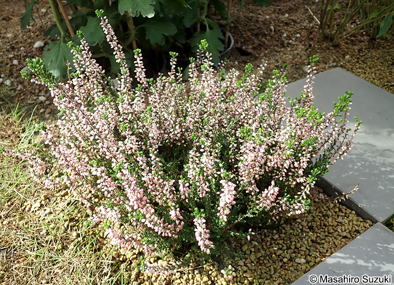 ギョリュウモドキ（カルーナ） Calluna vulgaris
