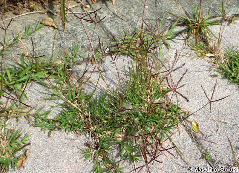 ギョウギシバ Cynodon dactylon