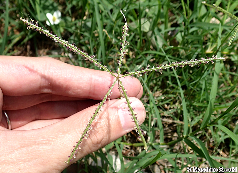 ギョウギシバ Cynodon dactylon