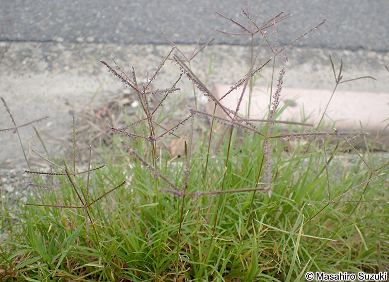 ギョウギシバ Cynodon dactylon