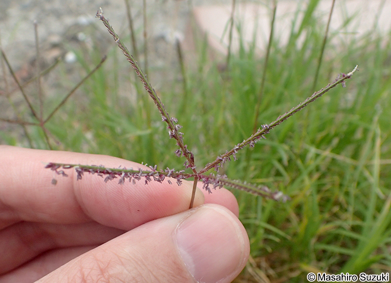 ギョウギシバ Cynodon dactylon