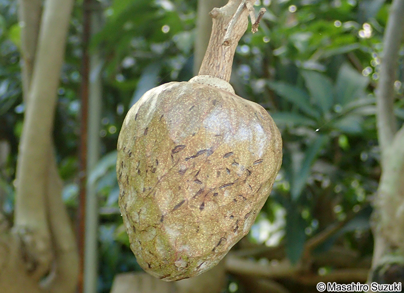 ギュウシンリ Annona reticulata