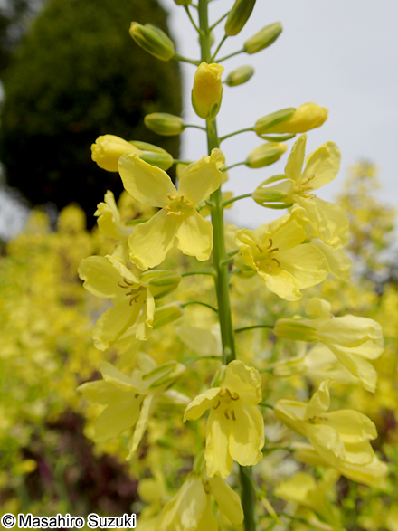 ハボタン Brassica oleracea f. tricolor