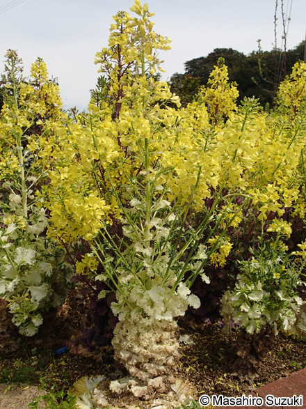 ハボタン Brassica oleracea f. tricolor