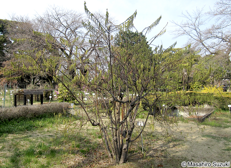ナンバンキブシ Stachyurus praecox var. matsuzakii