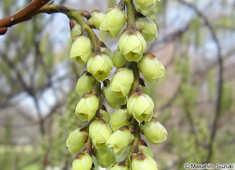 ナンバンキブシ Stachyurus praecox var. matsuzakii