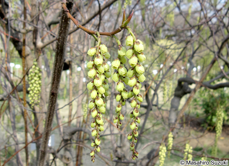 ナンバンキブシ Stachyurus praecox var. matsuzakii