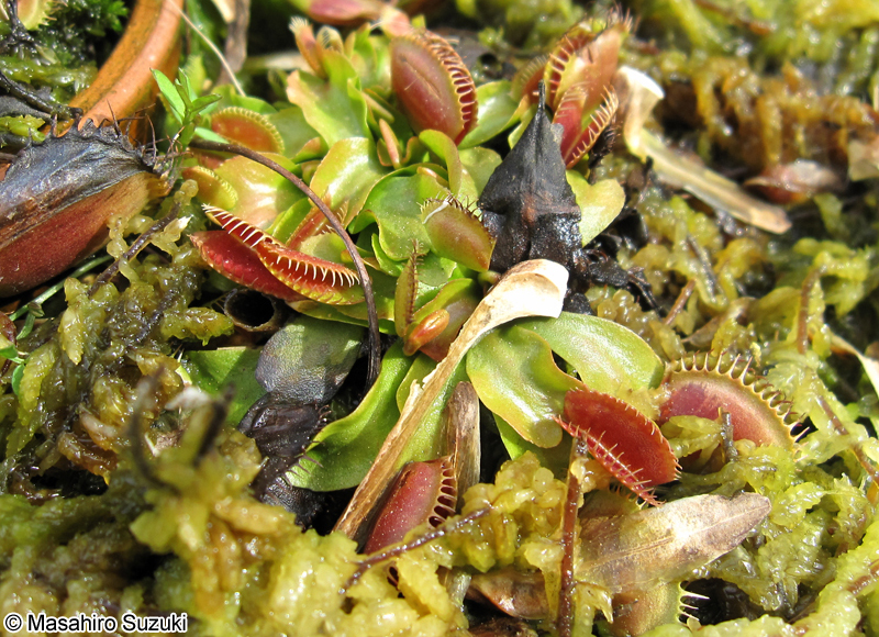 ハエトリグサ Dionaea muscipularosera
