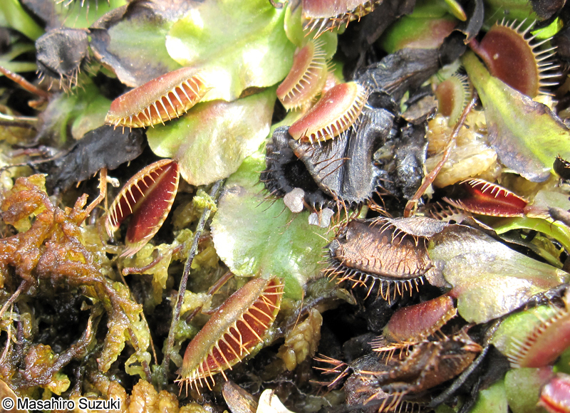 ハエトリグサ Dionaea muscipularosera
