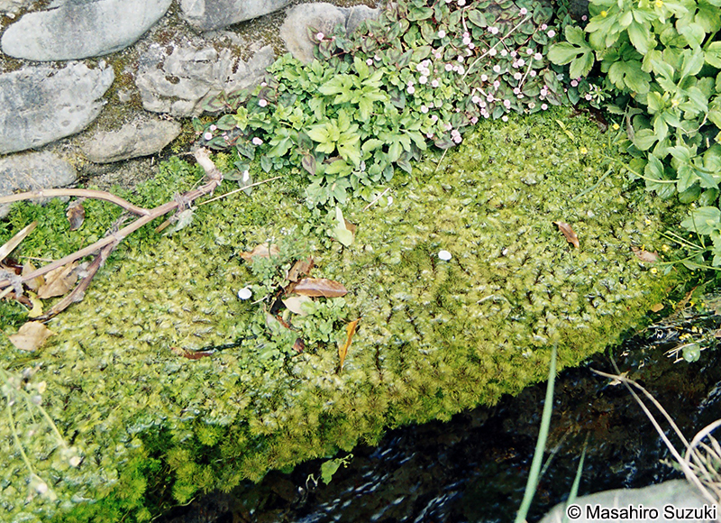 フサジュンサイ（ハゴロモモ） Cabomba caroliniana