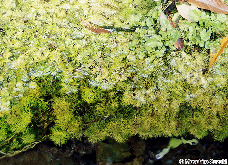 フサジュンサイ（ハゴロモモ） Cabomba caroliniana