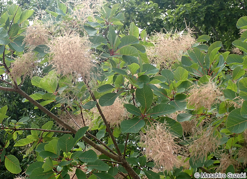 ハグマノキ（スモークツリー） Cotinus coggygria