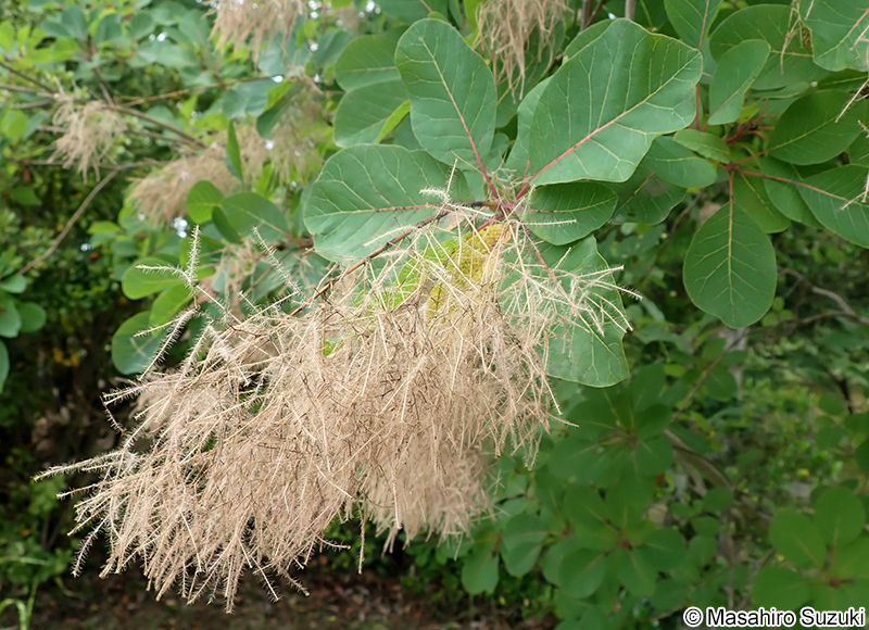 ハグマノキ（スモークツリー） Cotinus coggygria