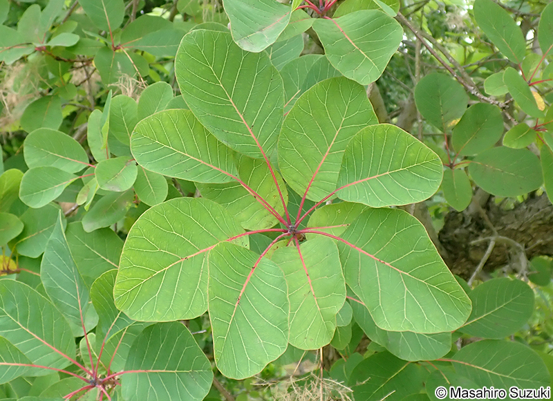 ハグマノキ（スモークツリー） Cotinus coggygria