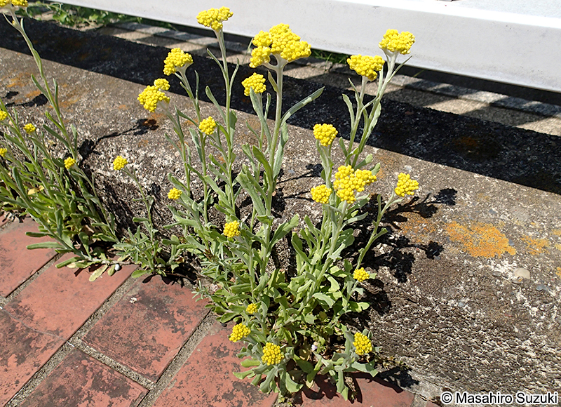 ハハコグサ Pseudognaphalium affine