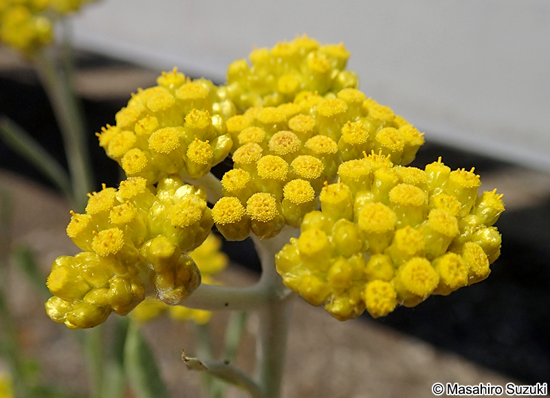 ハハコグサ Pseudognaphalium affine
