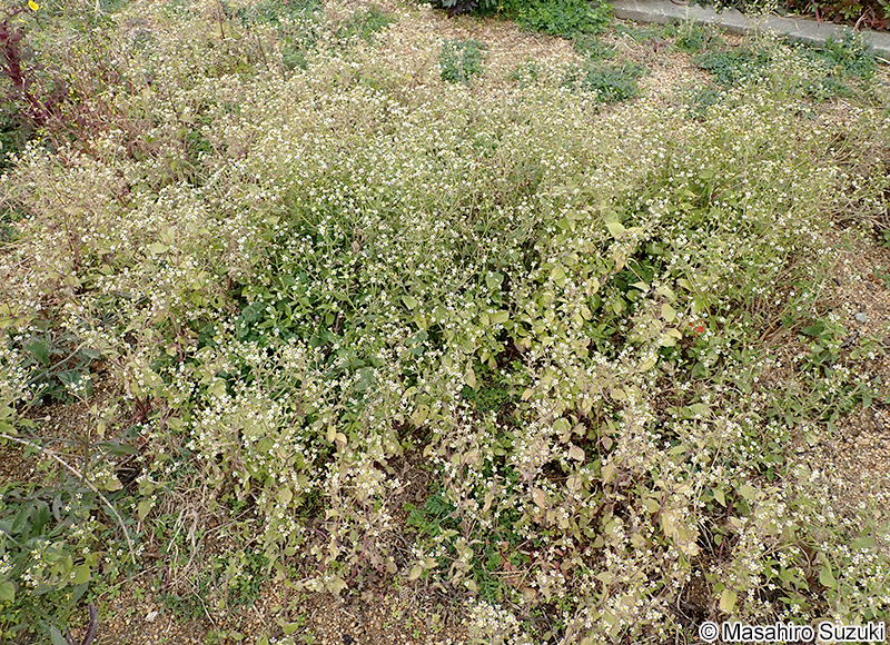 ハキダメギク Galinsoga quadriradiata