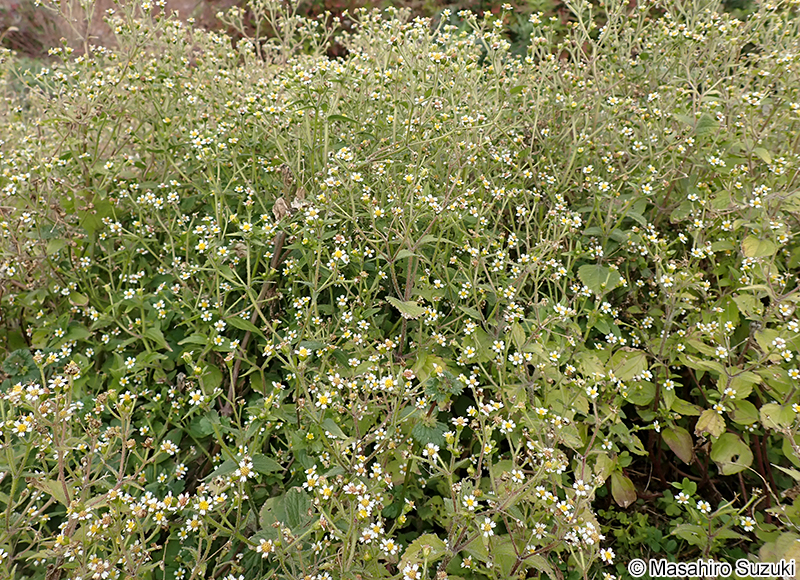 ハキダメギク Galinsoga quadriradiata