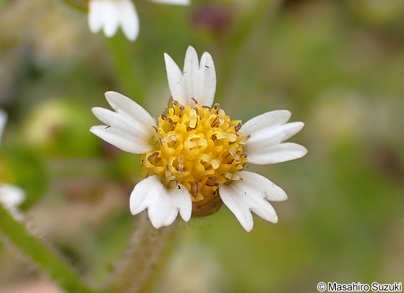 ハキダメギクの花