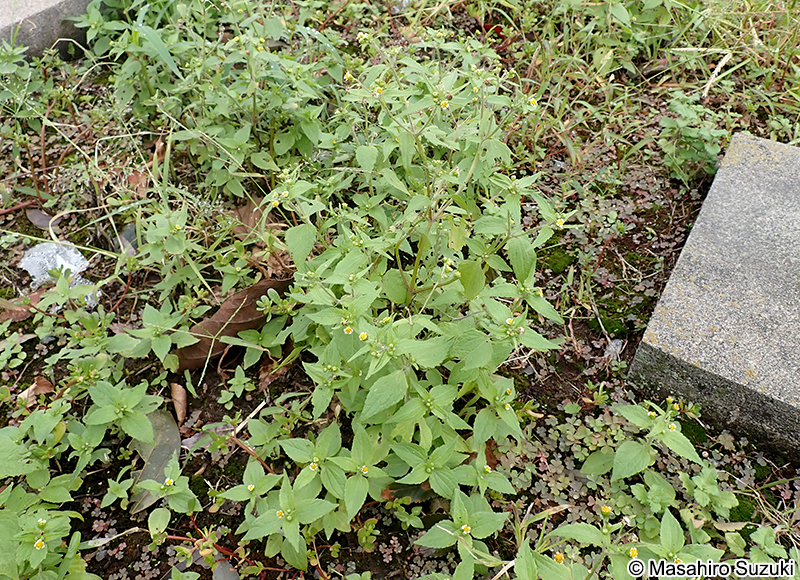 ハキダメギク Galinsoga quadriradiata