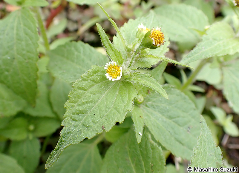 ハキダメギク Galinsoga quadriradiata