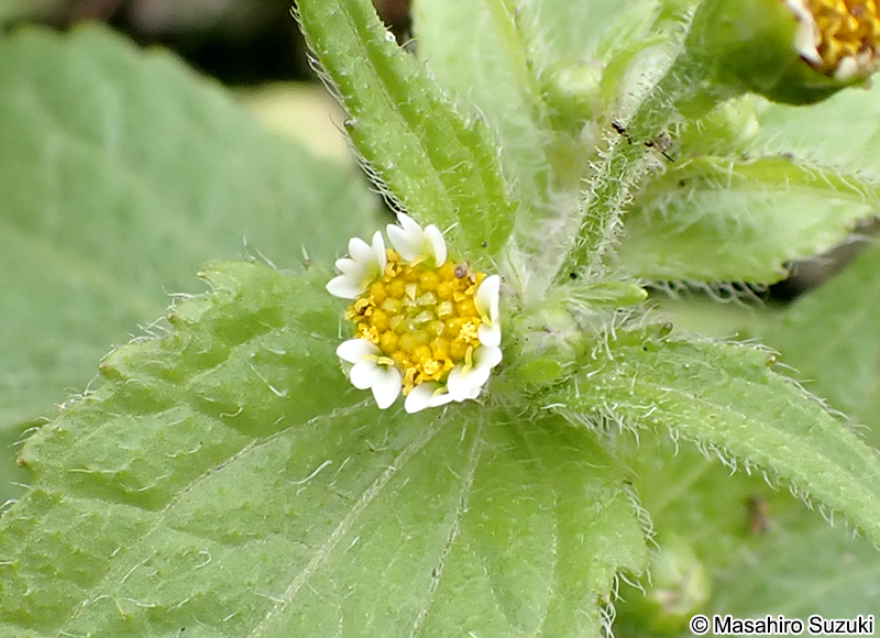 ハキダメギク Galinsoga quadriradiata